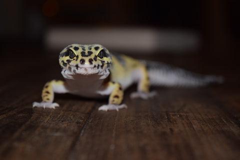 Leopard Gecko