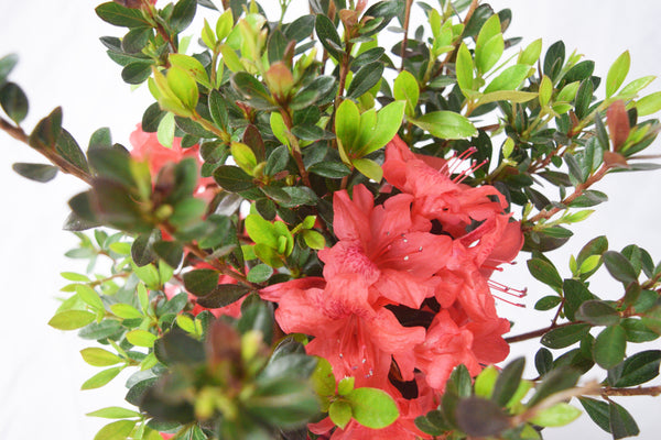 Fashion Azalea – michaelsnursery