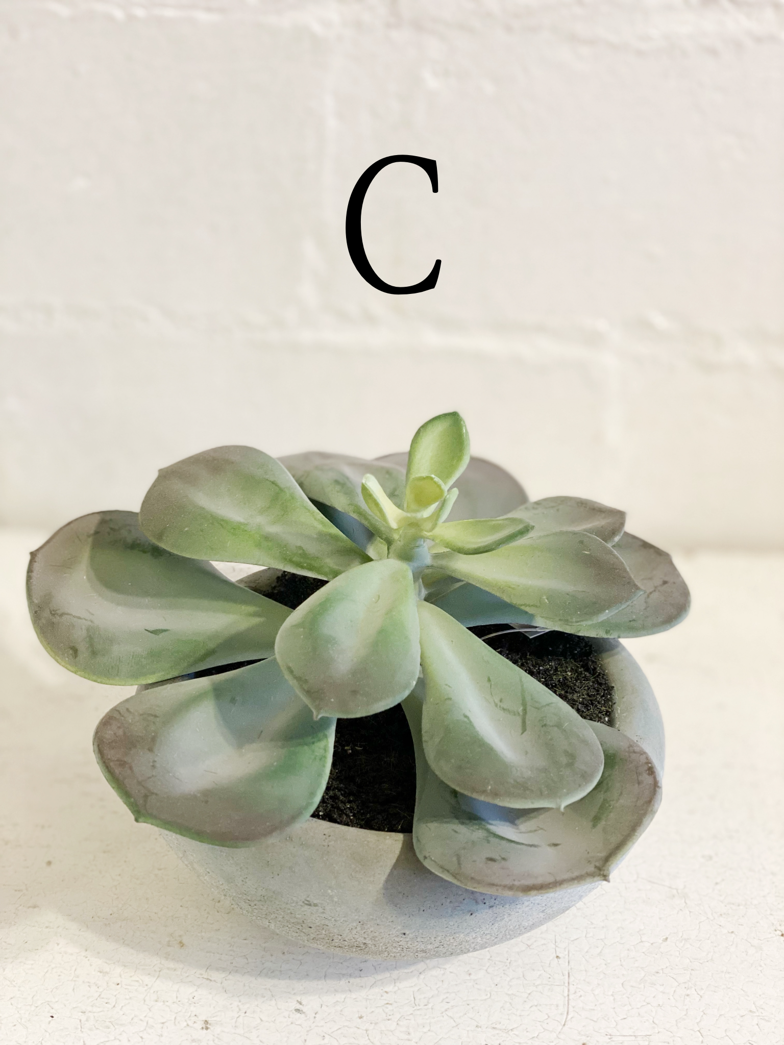 Realistic potted Succulent