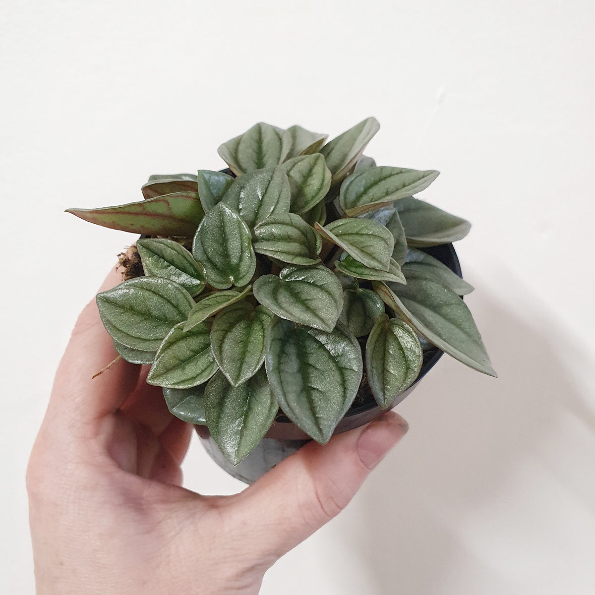 Peperomia 'Napoli Nights' - 9.5cm pot | Plantsmith