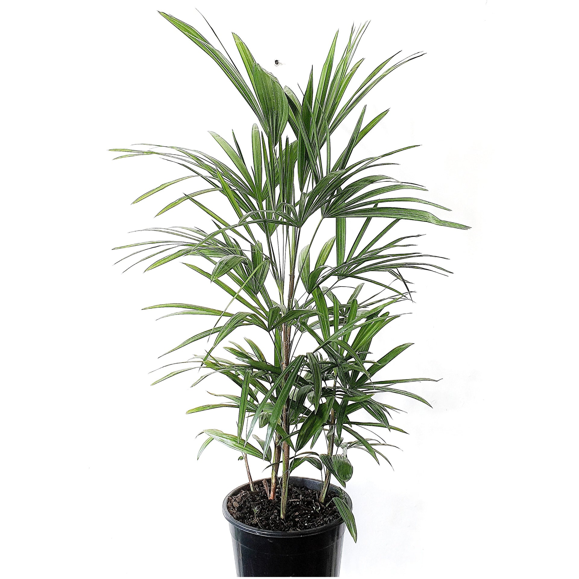 Rhapis Humilis Finger Palm 25cm Pot 130cm Tall | Indoor Plants– Plantsmith