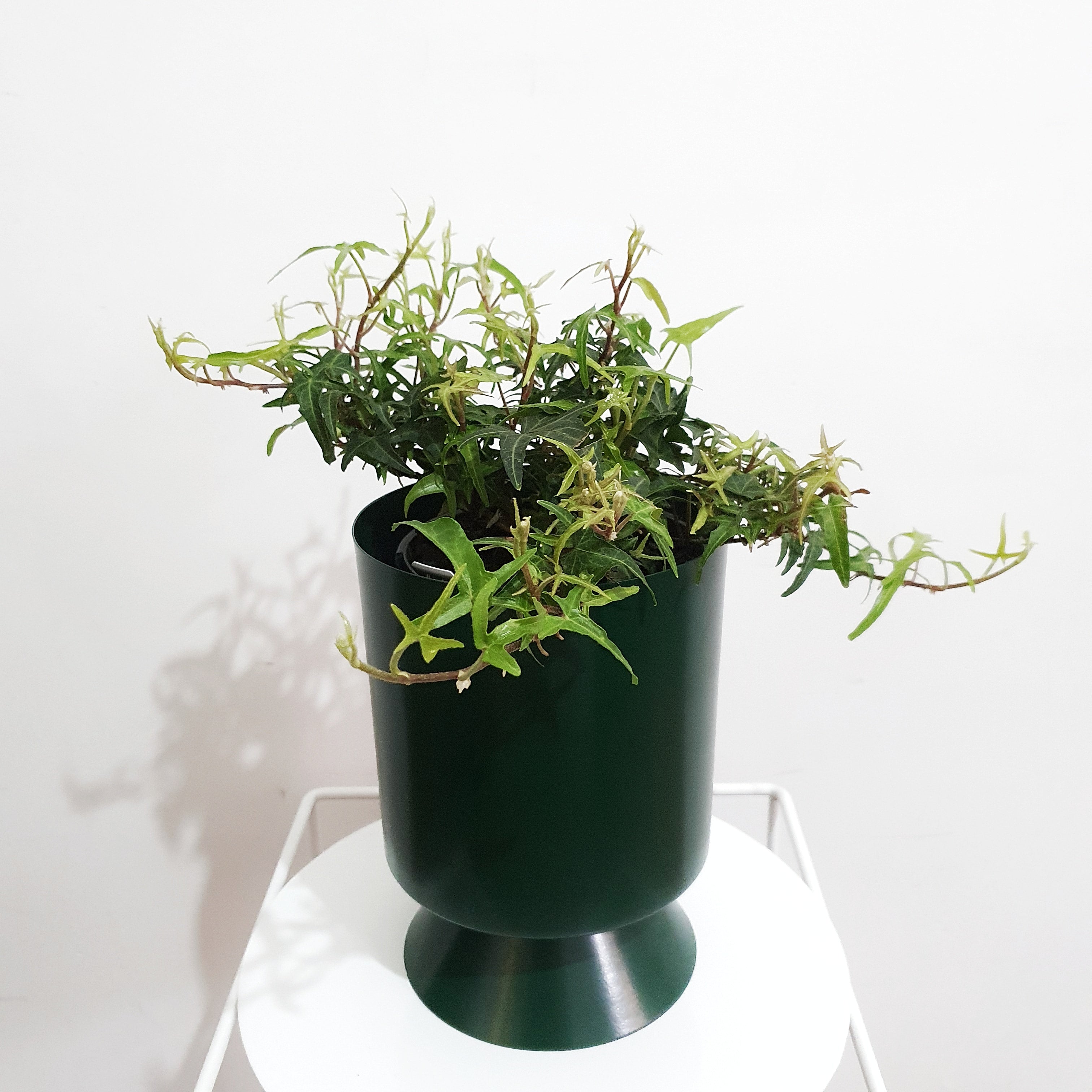 Hedera helix (Needlepoint Ivy) - 14cm pot | Plantsmith Indoor Plants