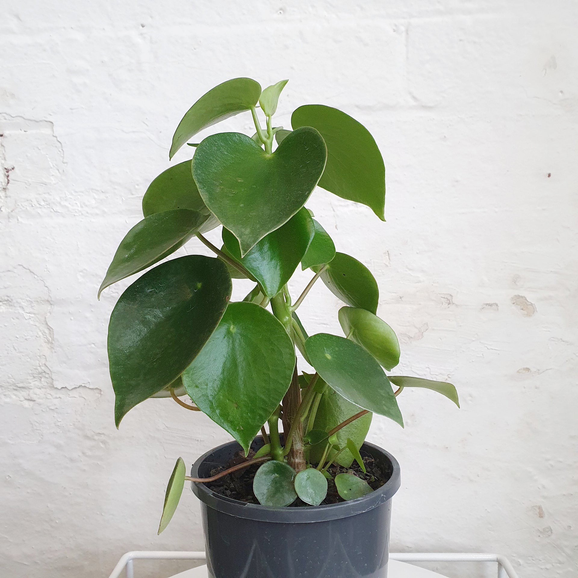 large raindrop peperomia