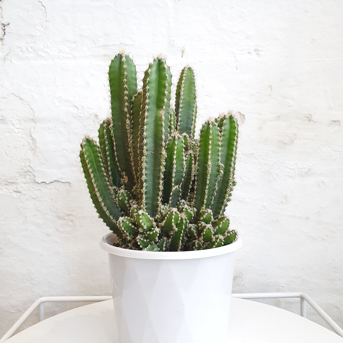 Cereus Tetragonus Fairy Castle Cactus 13cm Pot | Indoor Plants– Plantsmith