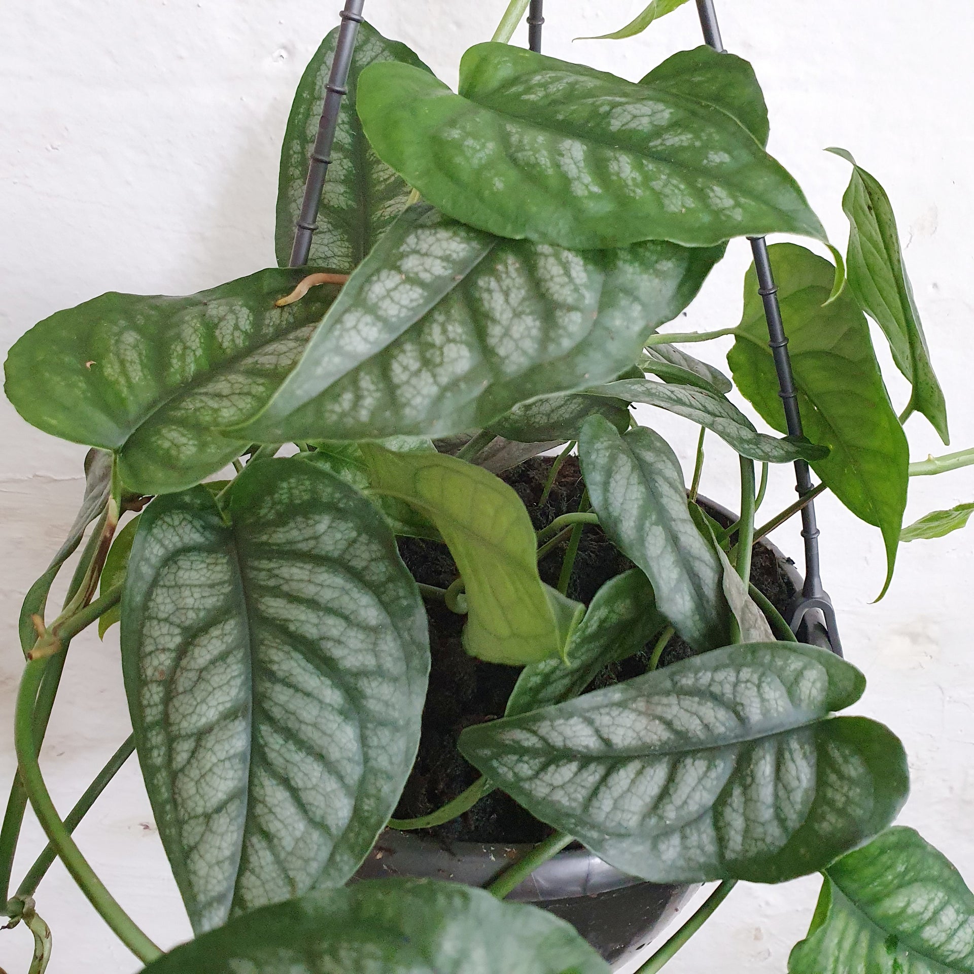Monstera Siltepecana 20cm Hanging Basket | Indoor Plants– Plantsmith