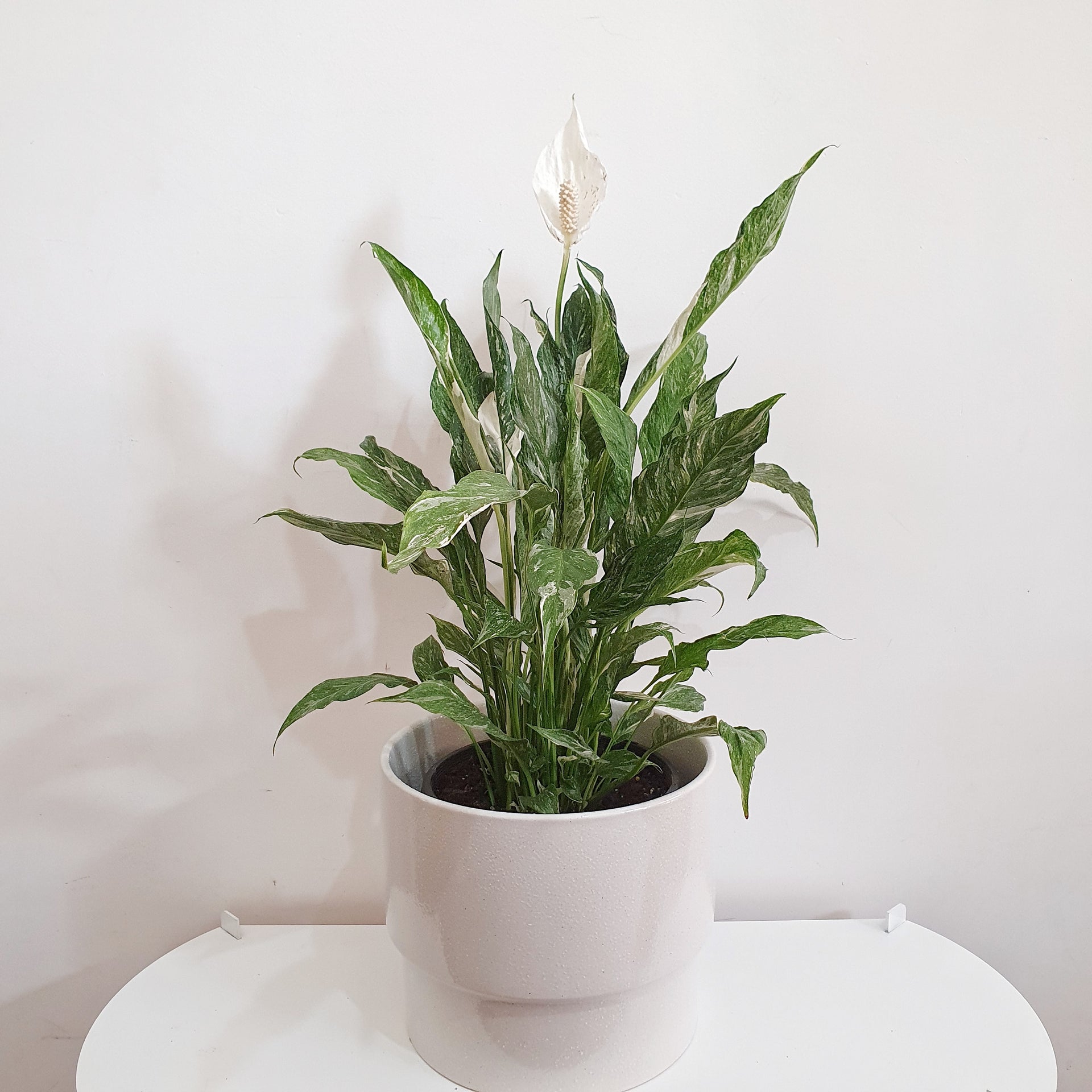 Spathiphyllum Domino Variegated Peace Lily 20cm Pot | Indoor Plants