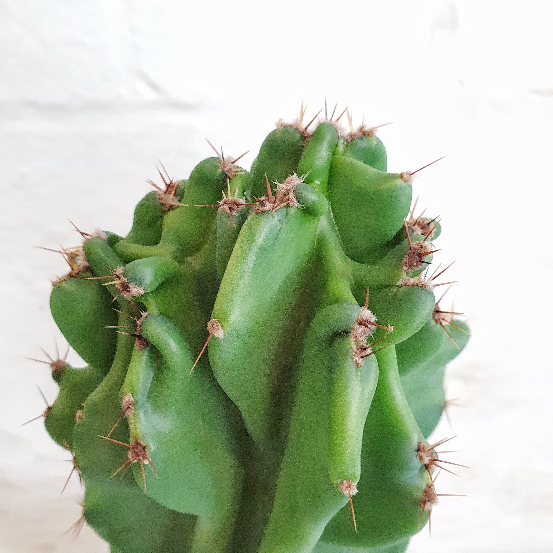 Cereus Peruvianus Monstrose Monstrose Apple Cactus 19cm Plantsmith Indoor Plants Melbourne