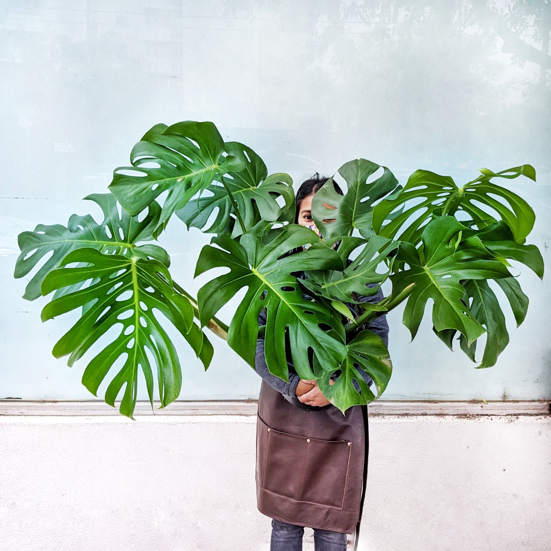 Monstera deliciosa - 25cm pot | Plantsmith Indoor Plants Melbourne