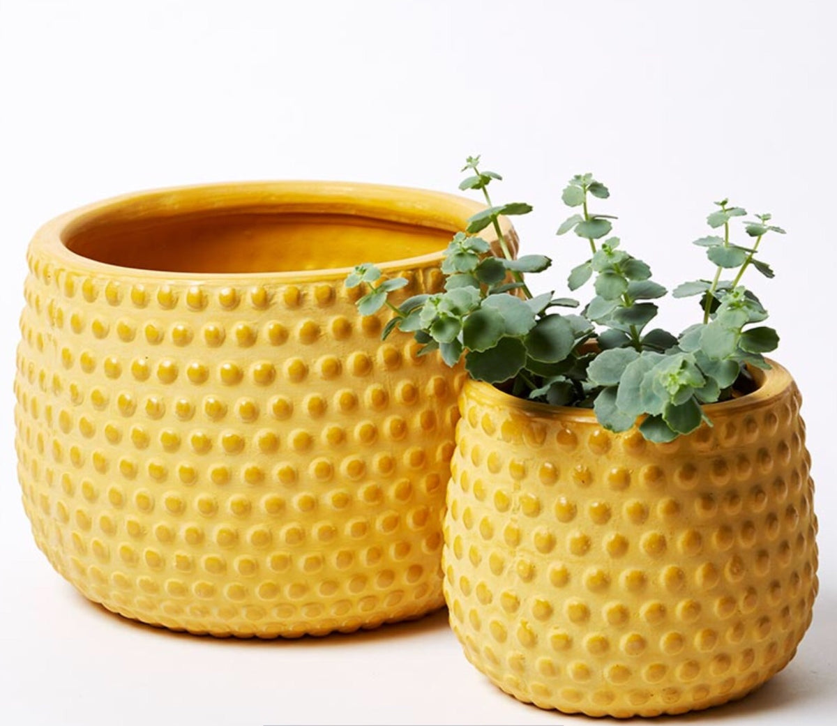 Hobnail Pot - Mustard | Plantsmith Indoor Plants