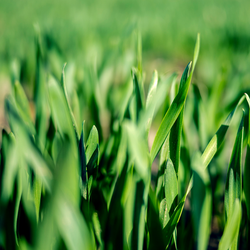 Gluten-Free Wheat Grass