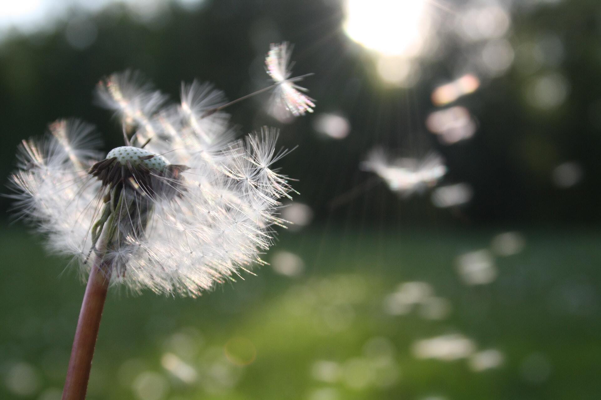 Dandelions can cause seasonal allergies