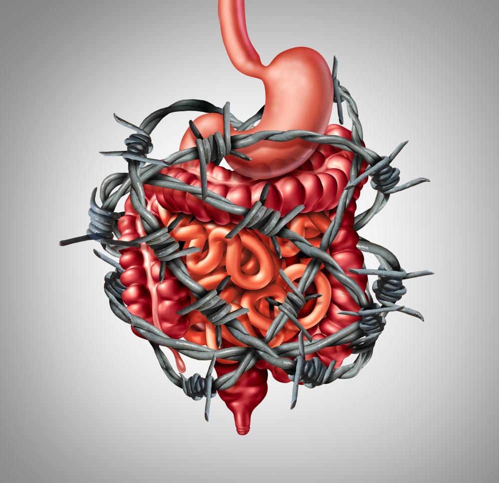 Painful digestion IBS or irritable bowel syndrome and intestine pain or Intestinal discomfort inflammation problem or constipation as barbed wire with 3D illustration elements.