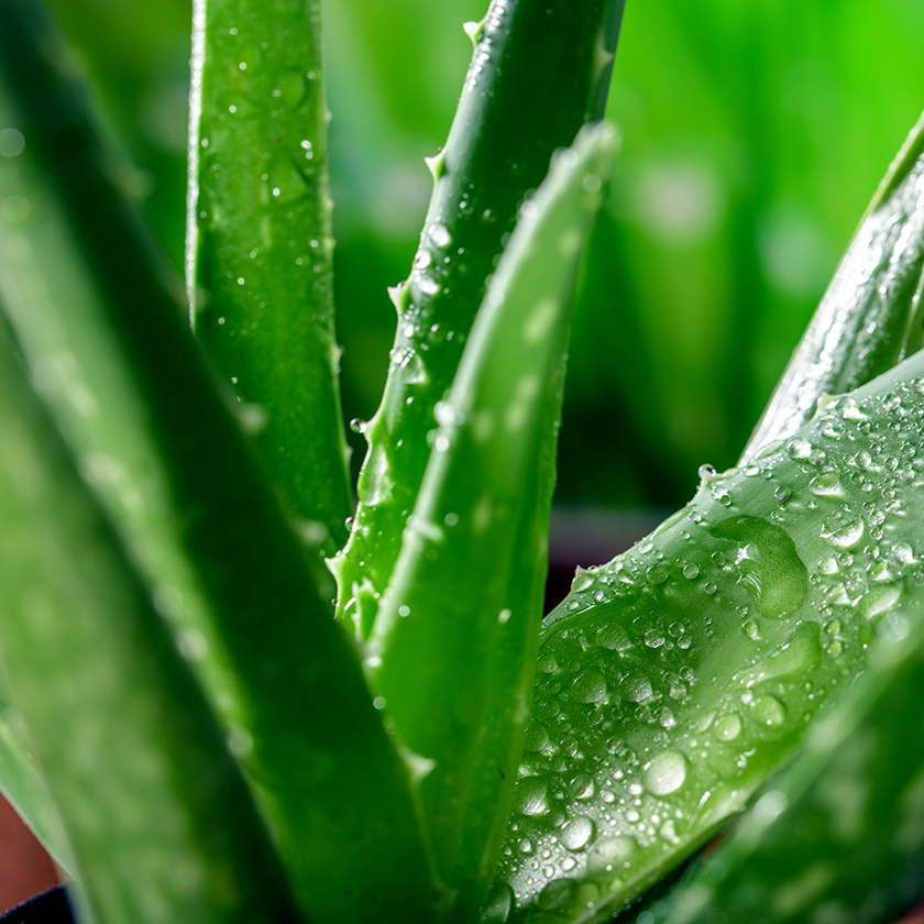 Aloe vera leaf extract