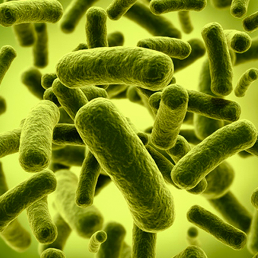 Bifidobacterium lactis