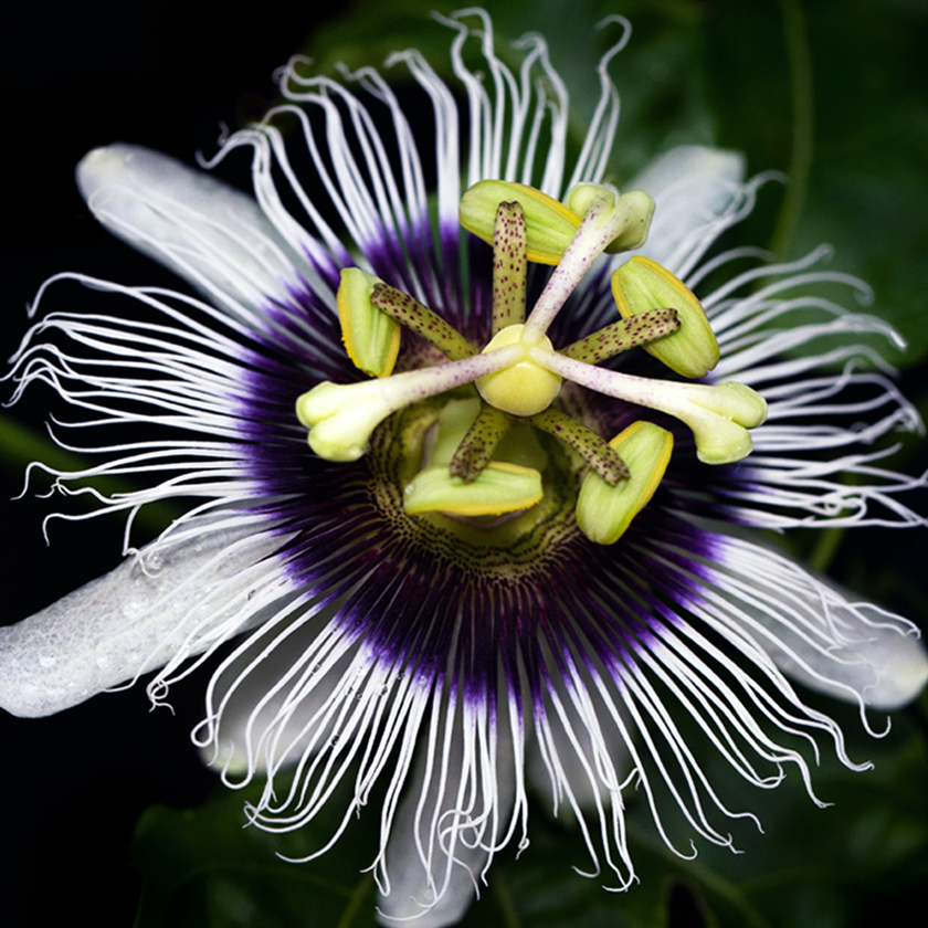 Passionflower extract