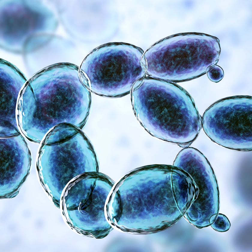 Microscopic observation of S. boulardii cells. (A) Oval and/or