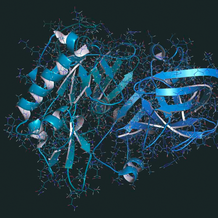 Fungal protease