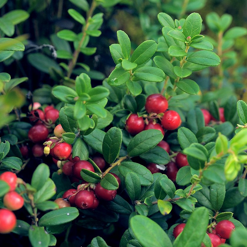 Bilberry extract