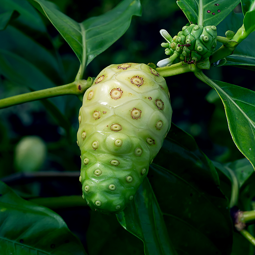 Noni