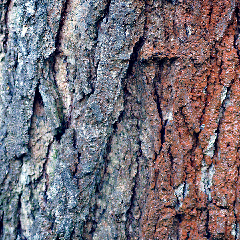 Black Walnut Bark