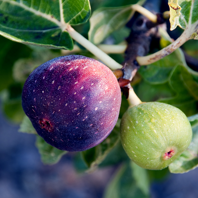 Fig