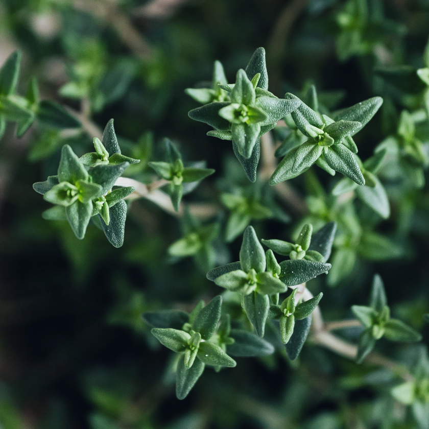 Thyme