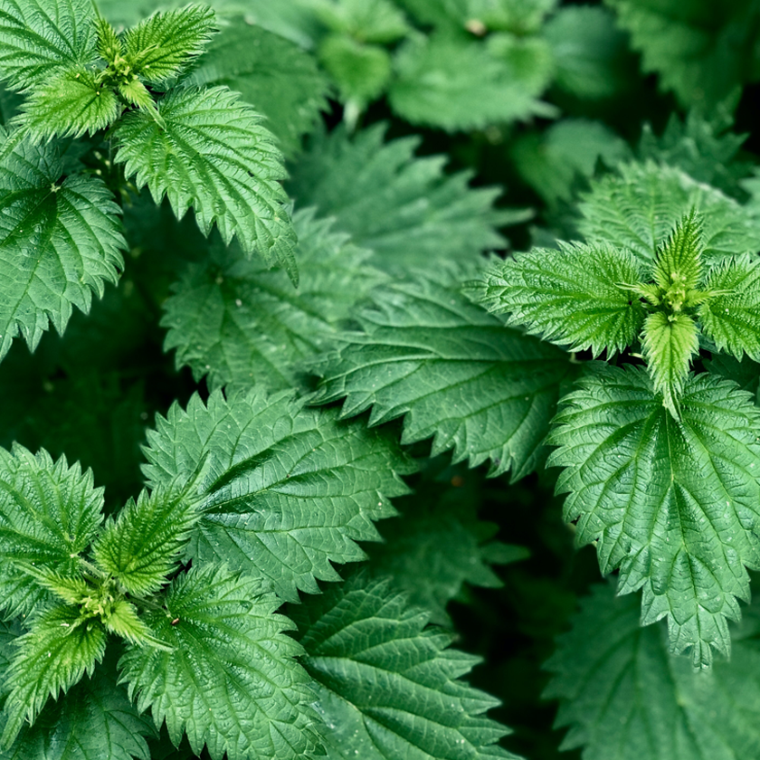 Stinging Nettle Extract