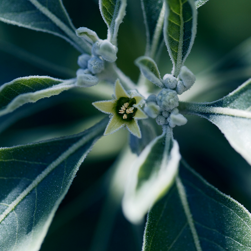 Passion Flower Extract