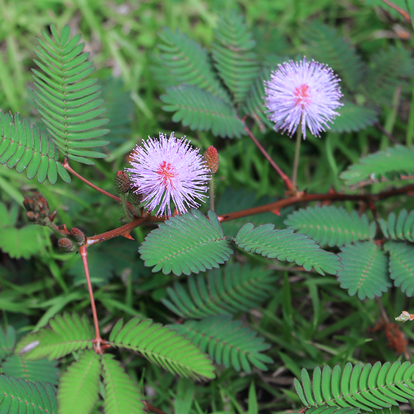 Mimosa Pudica Extract