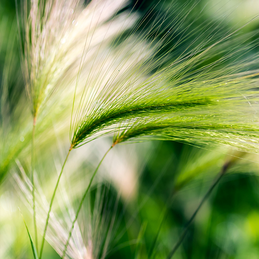 Gluten-Free Barley Grass