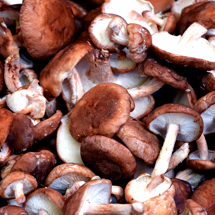 Shiitake Mushrooms