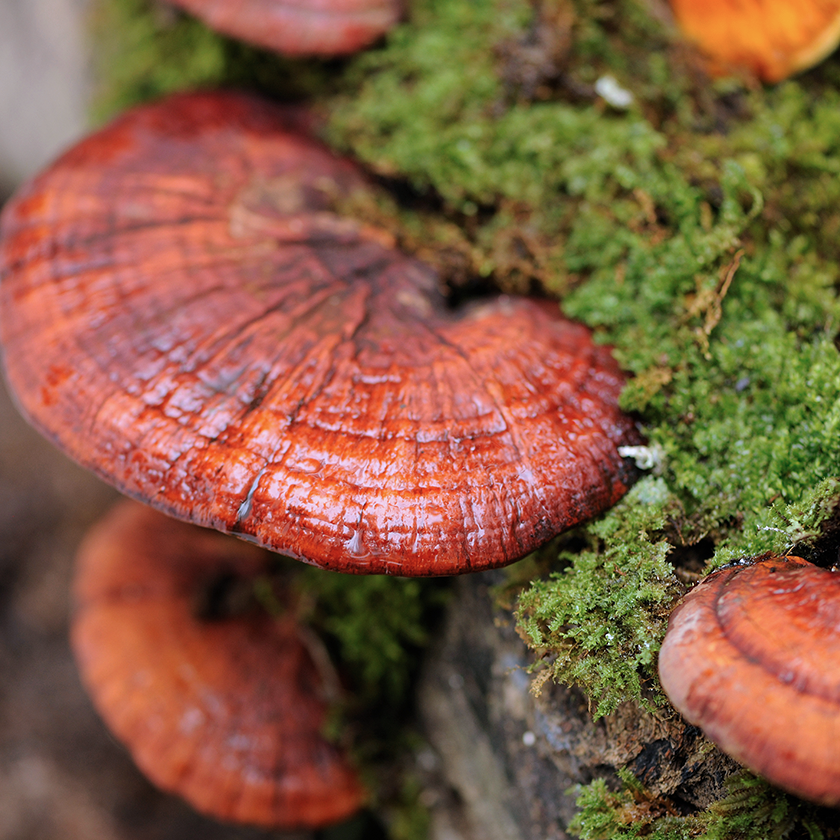 Medicinal and antioxidant mushroom