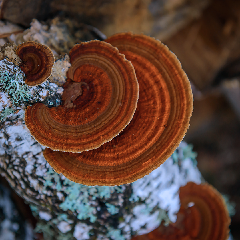 Mushroom that helps boost immunity