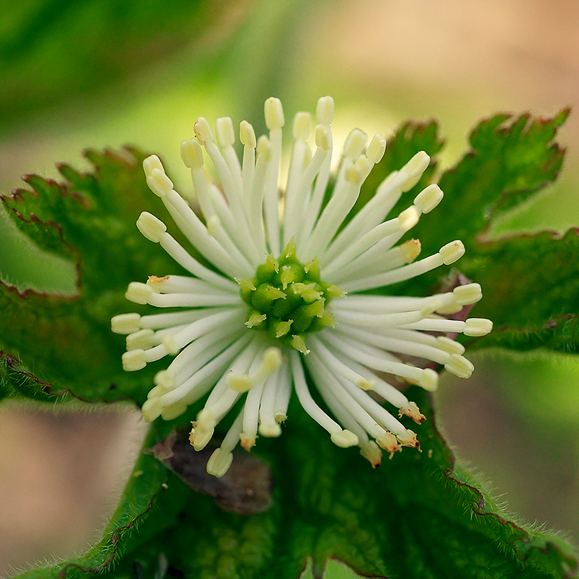 Goldenseal