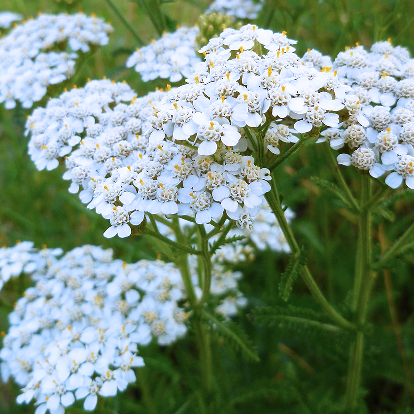 Yarrow