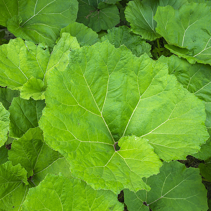 Butterbur