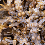 Bladderwrack