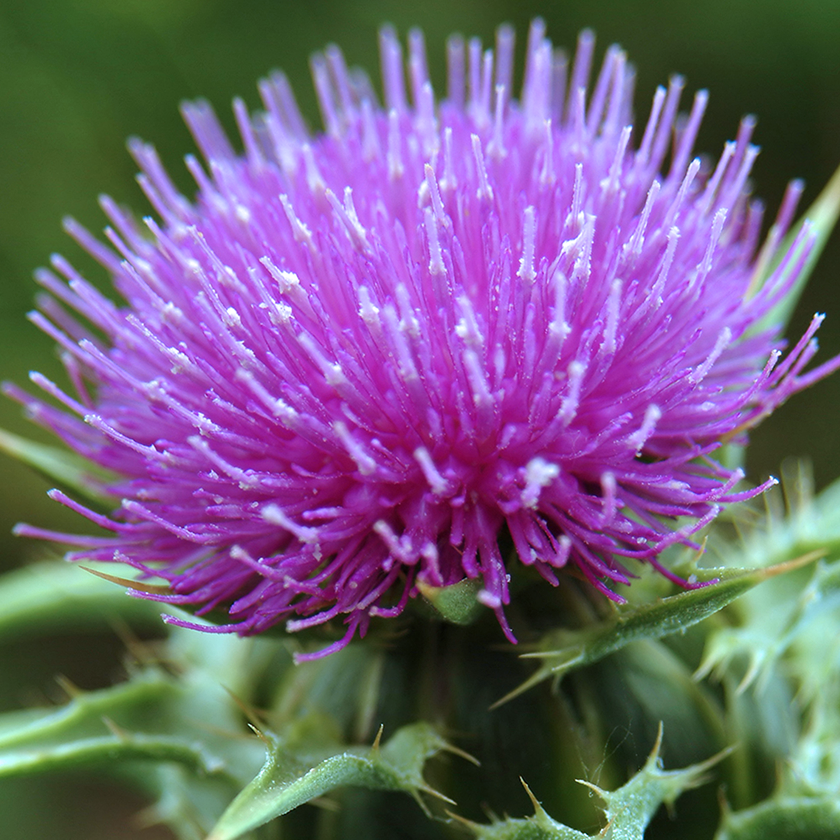 Milk Thistle