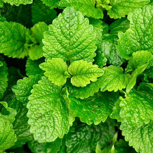 Lemon Balm