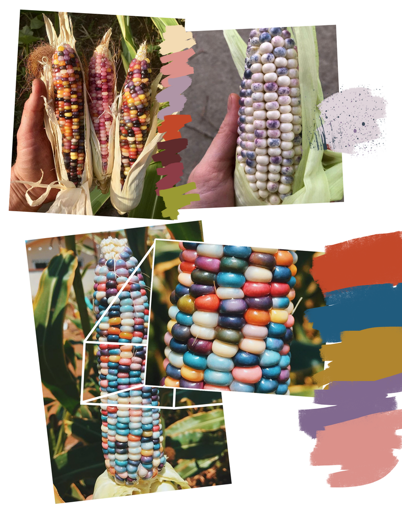 collage of various cobs of glass gem corn with color swatches painted on the side