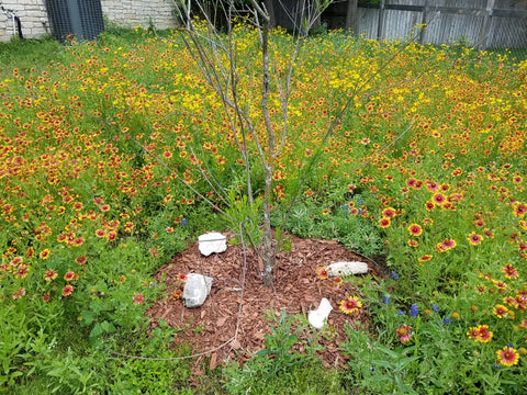 Pollinator home garden