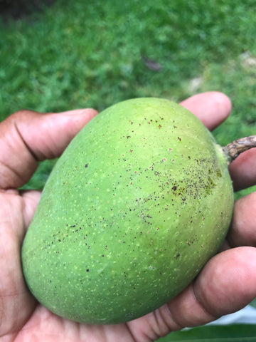 Buy Ice Cream Mango Tree Online Caromaica Caromaica Tropical