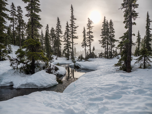 Image of a winter scene. Snow, open river, and tall pine trees with the sun shining in the background.