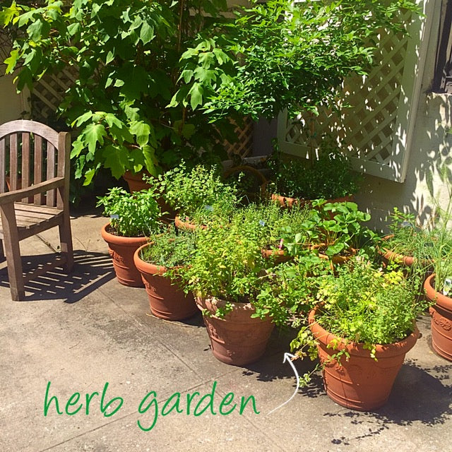 backyard container herb garden