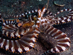 Wunderpus Octopus (Wunderpus photogenicus) - MarineSolutions