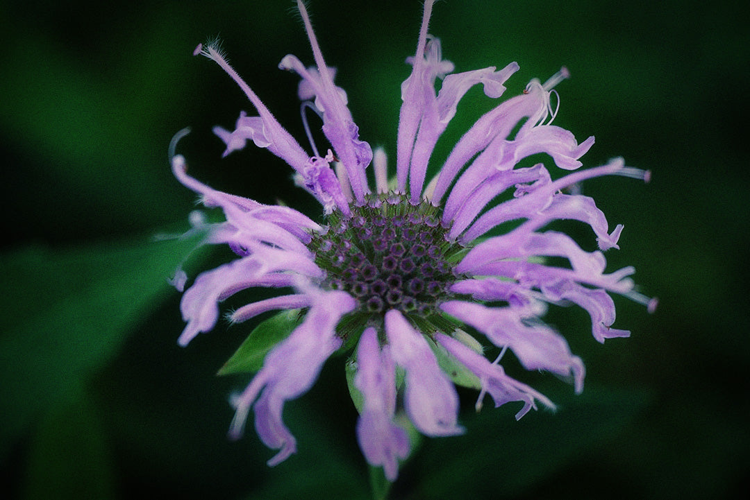 Photograph of a pink bergamot flower. Photograph has been edited with a slight blur and grain with a vignette to the edges. Original photography by Karl-Heinz Müller on Unsplash