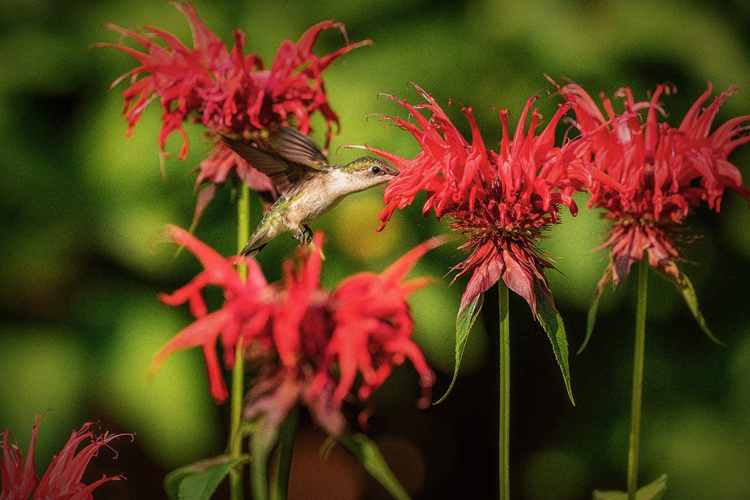 Photograph of a patch of red bergamot flowers with a hummingbird flying through. Photograph has been edited with a slight blur and grain with a vignette to the edges. Original photography by Melissa Burovac on Unsplash