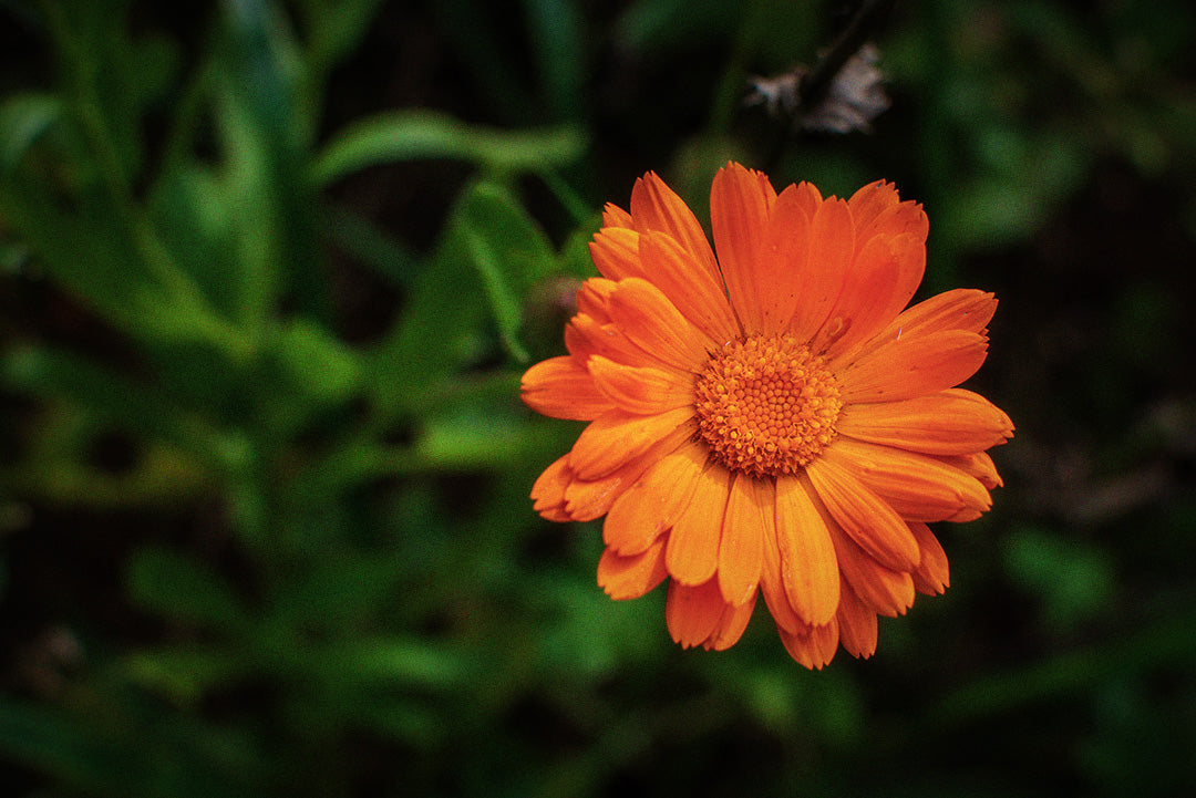 Photograph of an orange calendula flower. Photograph has been edited with a slight blur and grain with a vignette to the edges. Original photography by Patrick Pahlke on Unsplash