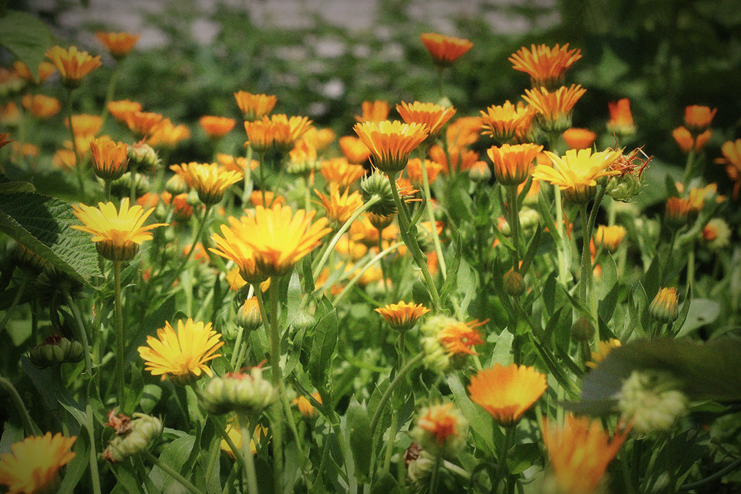 Photograph of a field of calendula flowers. Photograph has been edited with a slight blur and grain with a vignette to the edges. Original photography by Patrick Pahlke on Unsplash