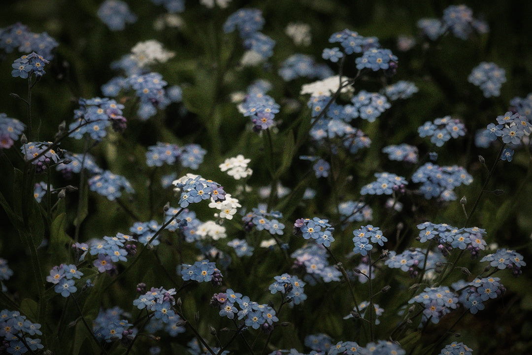 Photograph of forget me not flowers in a field. Photograph has been edited with a slight blur and grain with a vignette to the edges. Original photography by Alpine Light on Unsplash